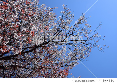 大津的一棵櫻花（宮崎縣東區縣國富町） 22166119