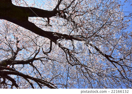 One cherry tree of Otsubo (Miyazaki Prefecture's Higashi Prefecture group Kunitomi-cho) 22166132