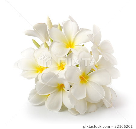 frangipani flower  22166201