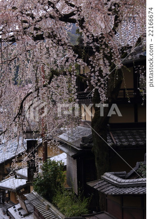 Harassment of the spring rain 22166674