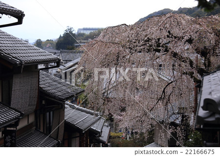 Harassment of the spring rain 22166675