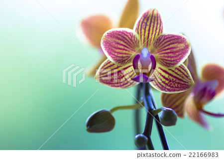 Mini Phalaenopsis Orchid Mini Phalaenopsis Orchid 22166983