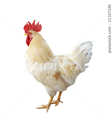 Image of chicken isolated on white background. 22167286