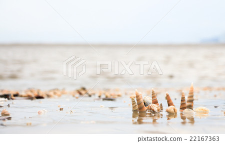 Shells on the beach background Shells on the beach background 22167363