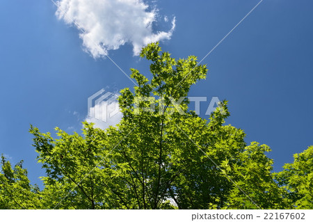 Trees and blue sky and clouds Trees and blue sky and clouds 22167602