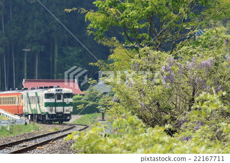 烏山線“沿線和電車盛開的山紫藤” 烏山線“沿線和電車盛開的山紫藤” 22167711