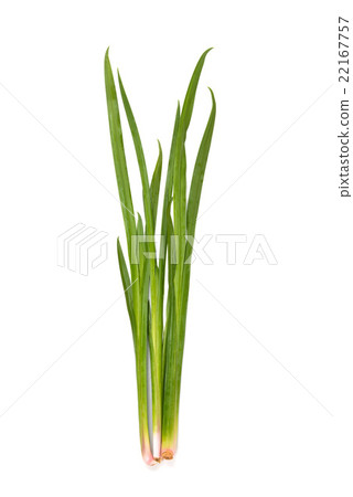 Iris leaves Iris leaves 22167757