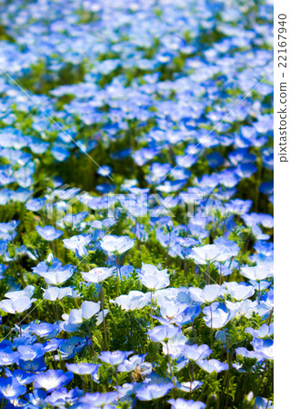Nemophila Nemophila 22167940