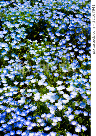 Nemophila 22167941