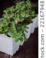 Oregano Seedling in Seedling Cups.  22167948