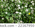 Spring Summer Flowers on a Green Background 22167950