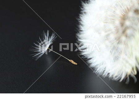 Dandelion's fluff Dandelion's fluff 22167955