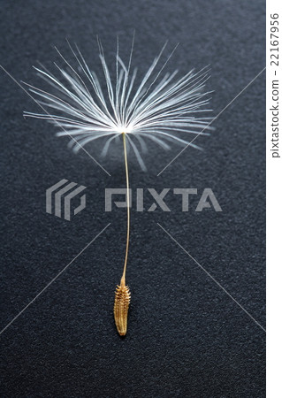 Dandelion's fluff 22167956