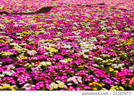 Kuju Flower Park Kuju Flower Park 22167975