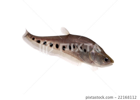 Knifefish 22168112