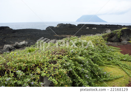 Hamagauru and Hachijoakojima 22168129