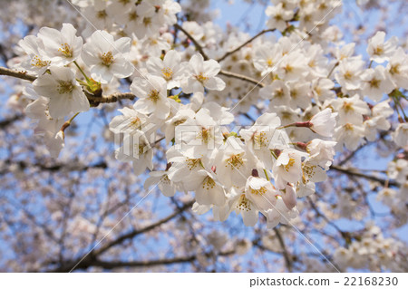 Cherry Blossoms Cherry Blossoms 22168230