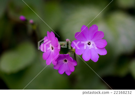 Primula Primula 22168232