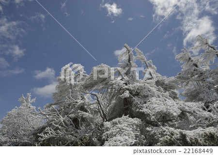 冰冰·春天Zao（山形縣） 22168449