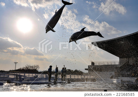 Dolphin Show Dolphin Show 22168585