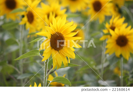 向日葵 22168614