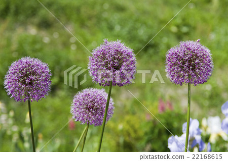 Allium Gigantium Allium Gigantium 22168615