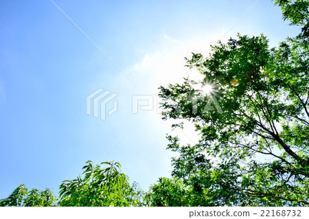 Copy space of the sun and the blue sky through the fresh green of the forest Copy space of the sun and the blue sky through the fresh green of the forest 22168732