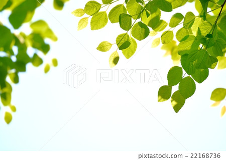 Fresh green (leaves of wig) Fresh green (leaves of wig) 22168736