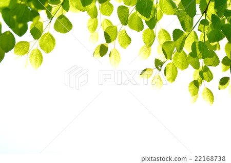 Fresh green (leaves of wig) 22168738