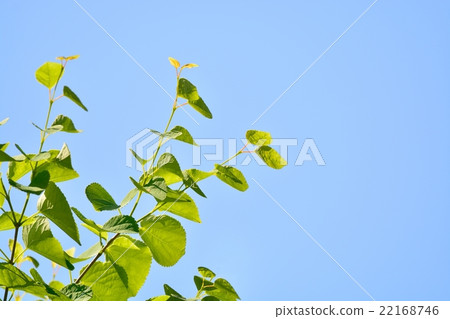 Fresh green (leaves of wig) 22168746