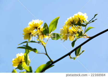 凱卡玫瑰 22168984