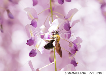 Honey collection of bear (wisteria flower) Honey collection of bear (wisteria flower) 22168989