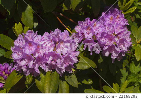 Purple flowers of Rhododendron 22169292