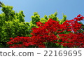Momiji of Gansenan (Nogyoji) 22169695