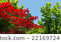 Momiji of Gansenan (Nogyoji) 22169724