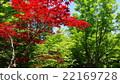 Momiji of Gansenan (Nogyoji) 22169728