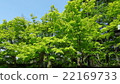 Momiji Momiji (Yodoji temple) 22169733