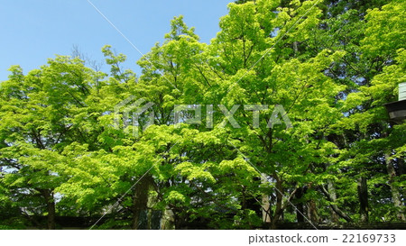 Momiji Momiji(淀屋寺) Momiji Momiji(淀屋寺) 22169733
