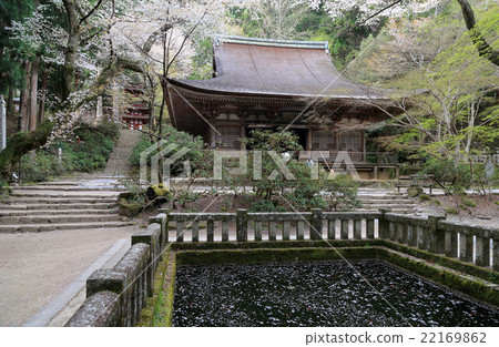 Muroyukuji Temple in spring "Honto (Iwodo)" with moats and "five-storied pagoda" Muroyukuji Temple in spring "Honto (Iwodo)" with moats and "five-storied pagoda" 22169862