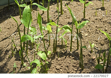 Germination of alga Germination of alga 22170027