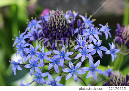 Syrah's Flower Syrah's Flower 22170615