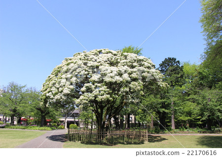 Human spatula 22170616