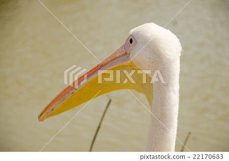 Close-up of the head with a large beak pelican Close-up of the head with a large beak pelican 22170683
