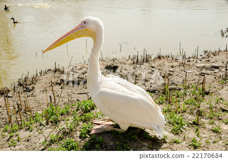 Pelican sitting on the bank of a pond Pelican sitting on the bank of a pond 22170684