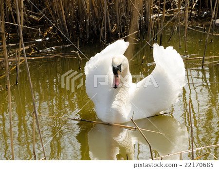 Swan swimming in a pond Swan swimming in a pond 22170685