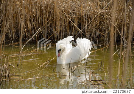 Swan swimming in a pond among the dry reeds 22170687