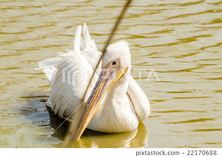 Pelican swimming in the pond  22170688