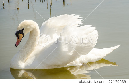 Beautiful white swan on the pond Beautiful white swan on the pond 22170689