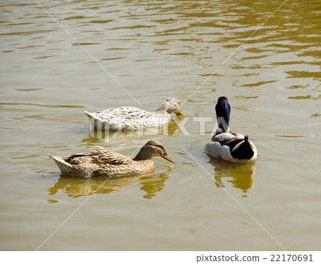 Three wild ducks swimming in the pond Three wild ducks swimming in the pond 22170691