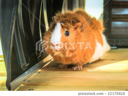 豚鼠阿比西尼亞捲髮 22170928